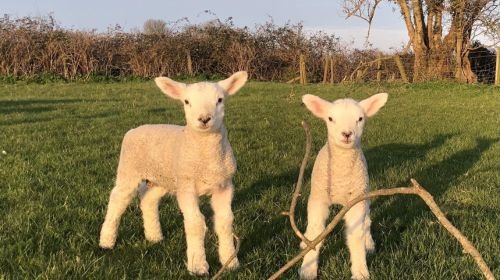 Glenroe Farm 